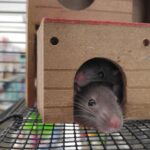 Traps - Two Gray Mice Inside Brown House