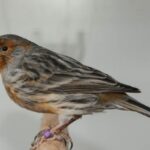 Factors - Close Up Photo of Bird Perched on Stick