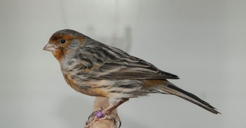 Factors - Close Up Photo of Bird Perched on Stick